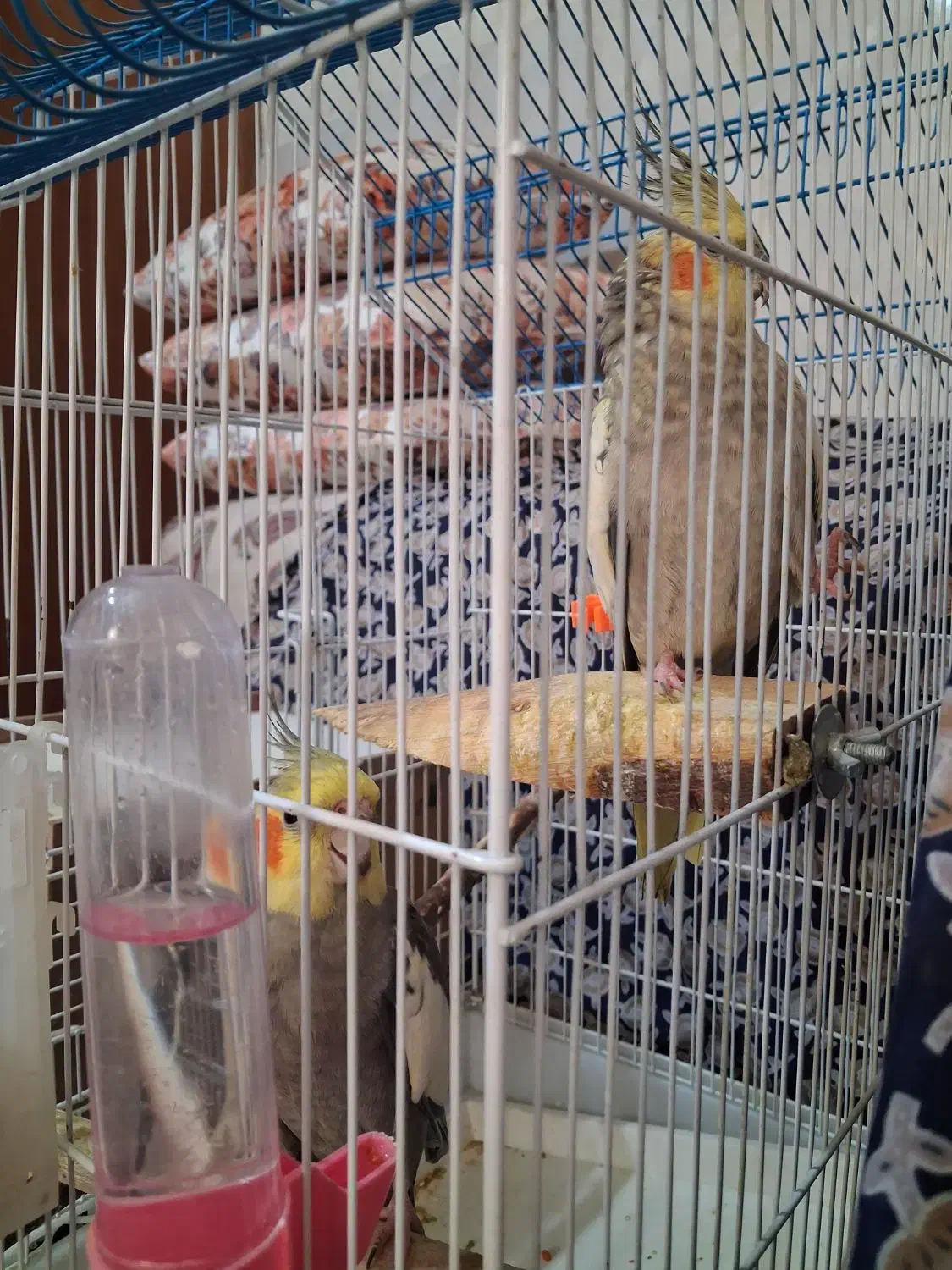 عروس هلندی مولد|پرنده|اهواز, بیست متری شهرداری|دیوار