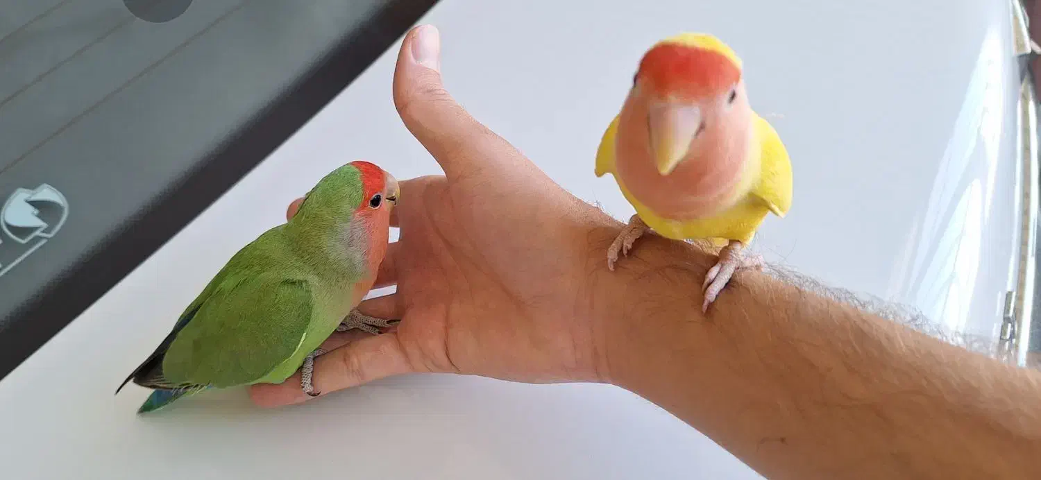 جفت طوطی برزیلی دستی مولد|پرنده|شهرکرد, |دیوار