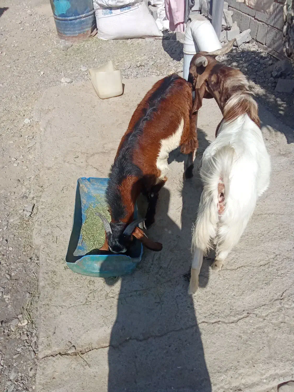 2عدد چپشت پاکستانی چاق به فروش می رسد|حیوانات مزرعه|میناب, |دیوار