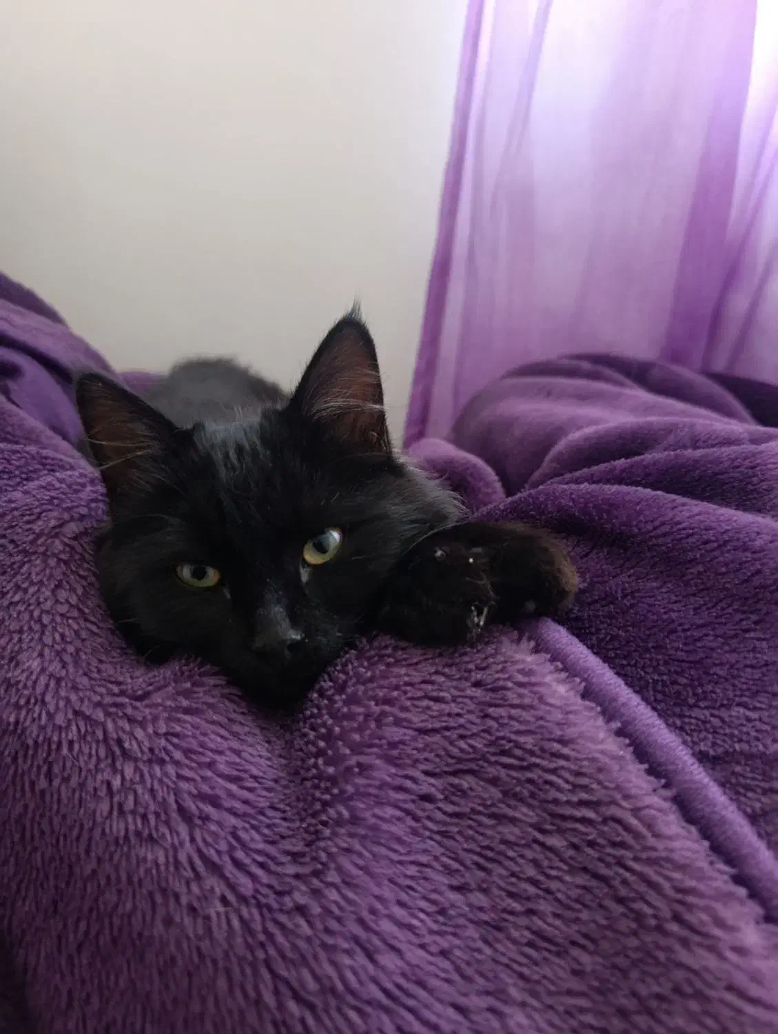 واگذاری گربه|گربه|یاسوج, |دیوار