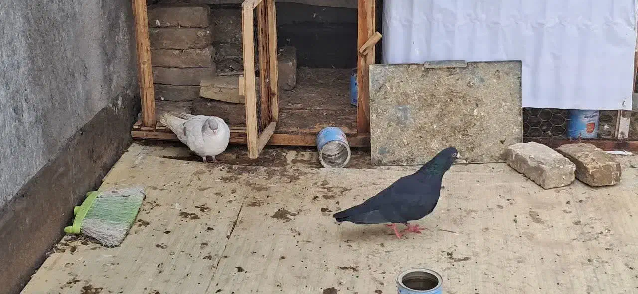 کبوتر|پرنده|مشهد, فریزی|دیوار