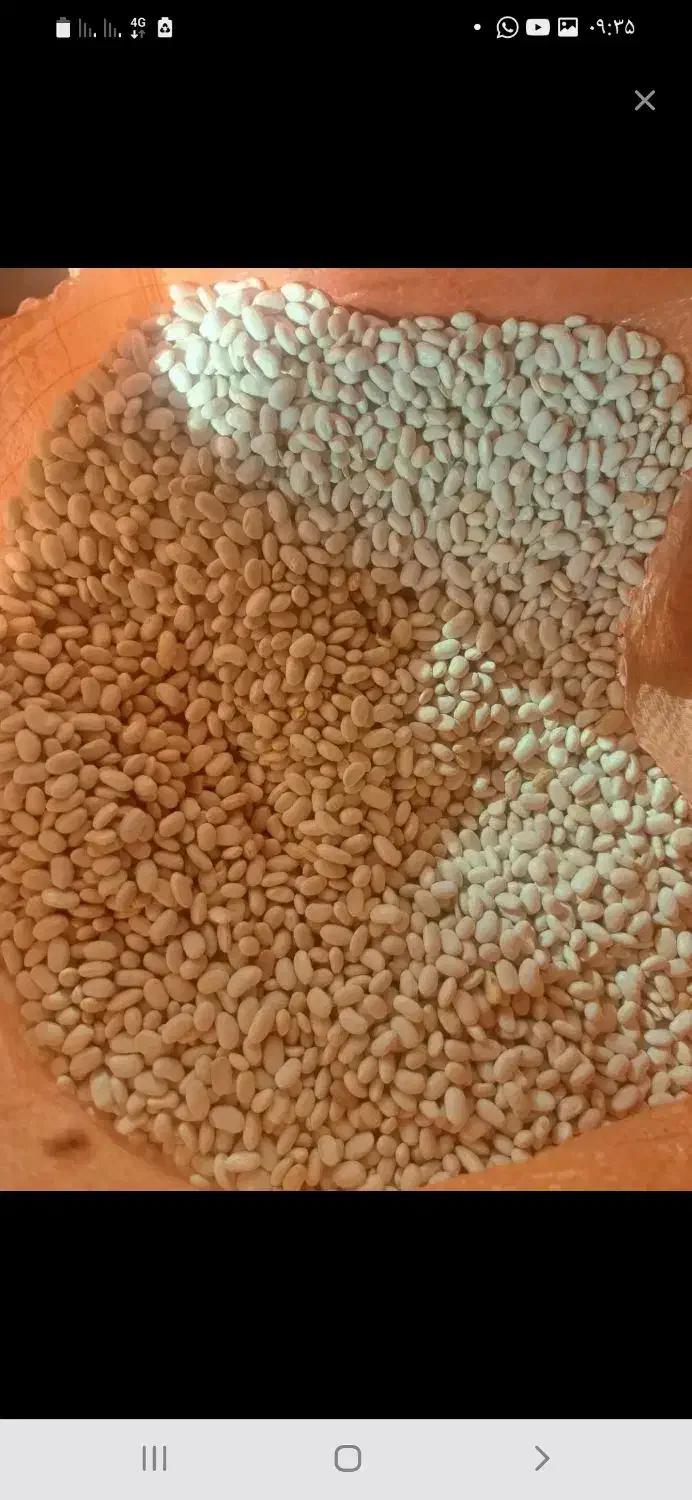 لوبیا سفید خوش پخت محلی بوجاری شده تمیز|خوردنی و آشامیدنی|دلیجان, |دیوار