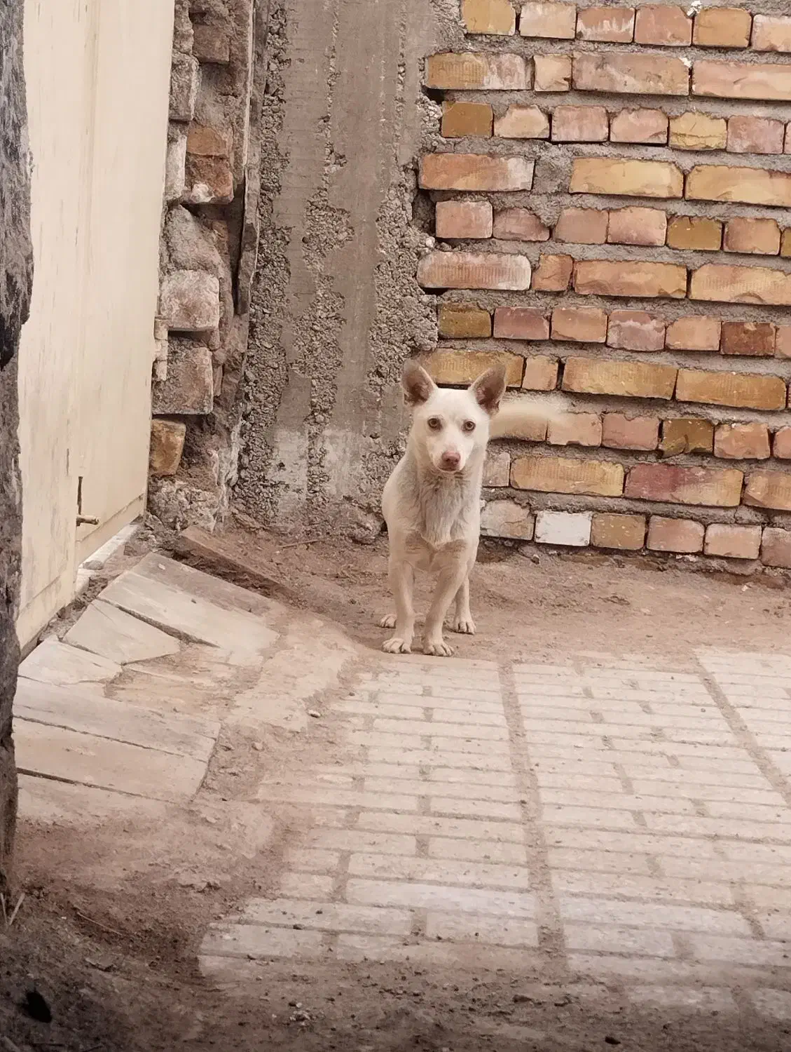 پاپی|سگ|تربت جام, یحیی آباد|دیوار