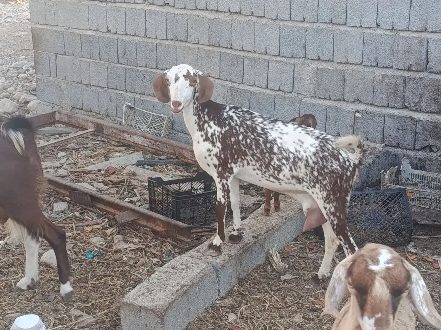 کهره نر و ماده|حیوانات مزرعه|بندرعباس, |دیوار