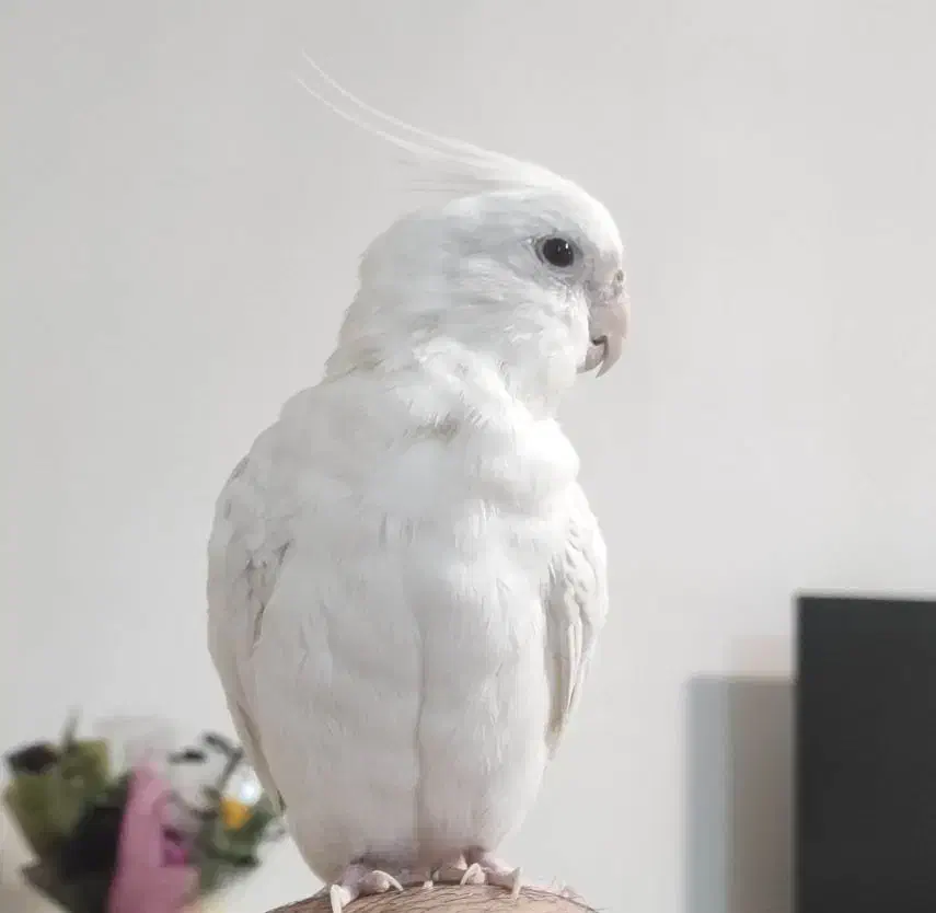 عروس هلندی گمشده|حیوانات|همدان, |دیوار