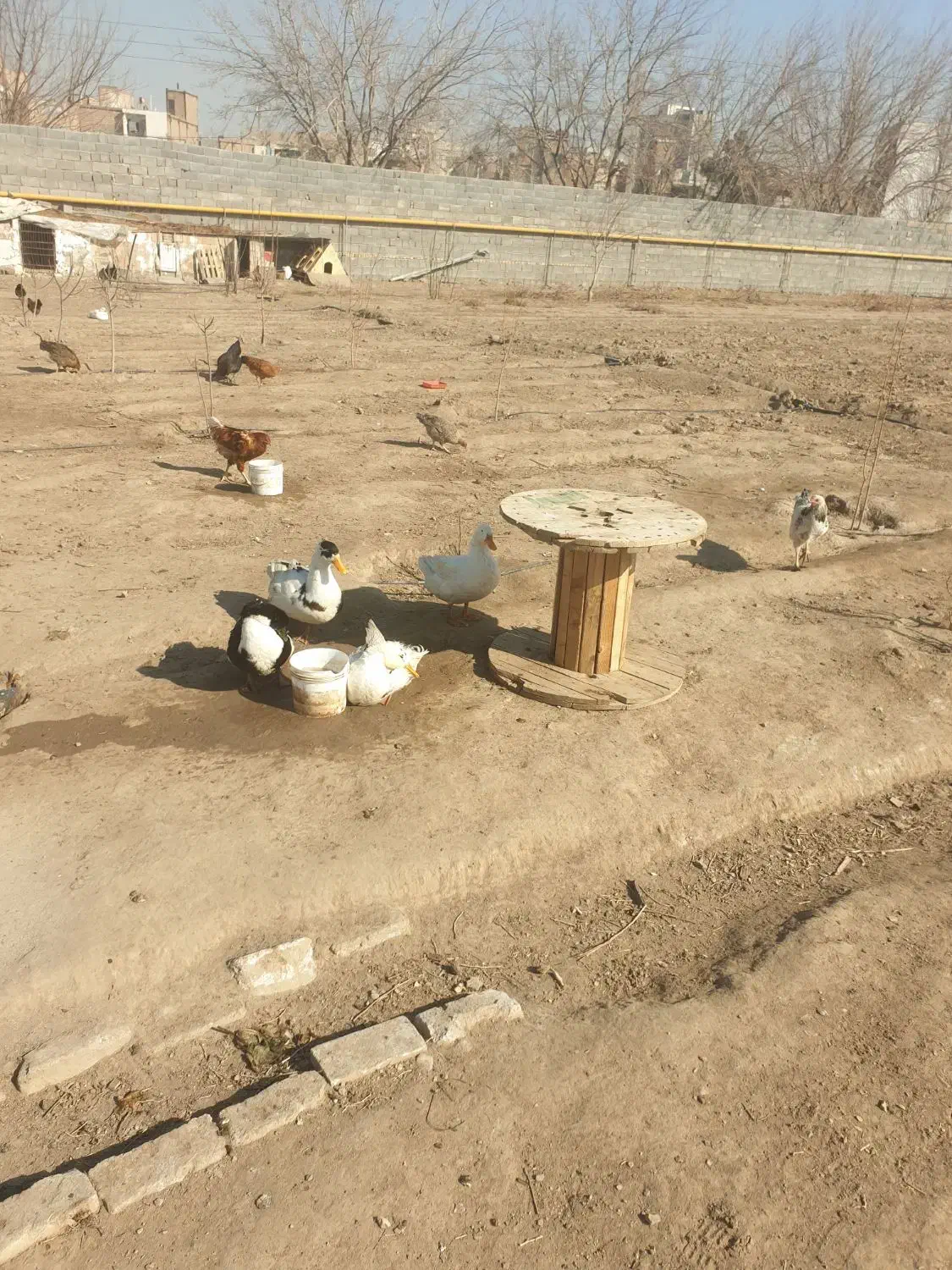 اردک نر و خروس|حیوانات مزرعه|پاکدشت, حصار امیر|دیوار