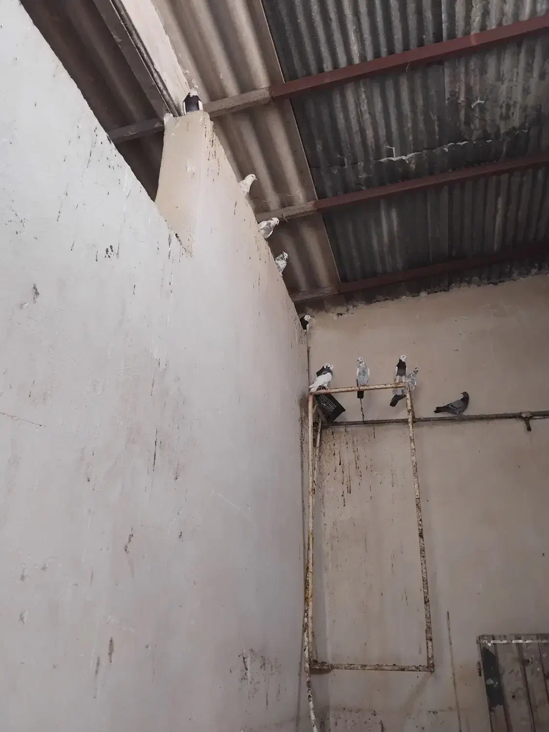 تعدادی کبوتر طوقی پلاکی دکت پروانیی|پرنده|دوگنبدان, |دیوار