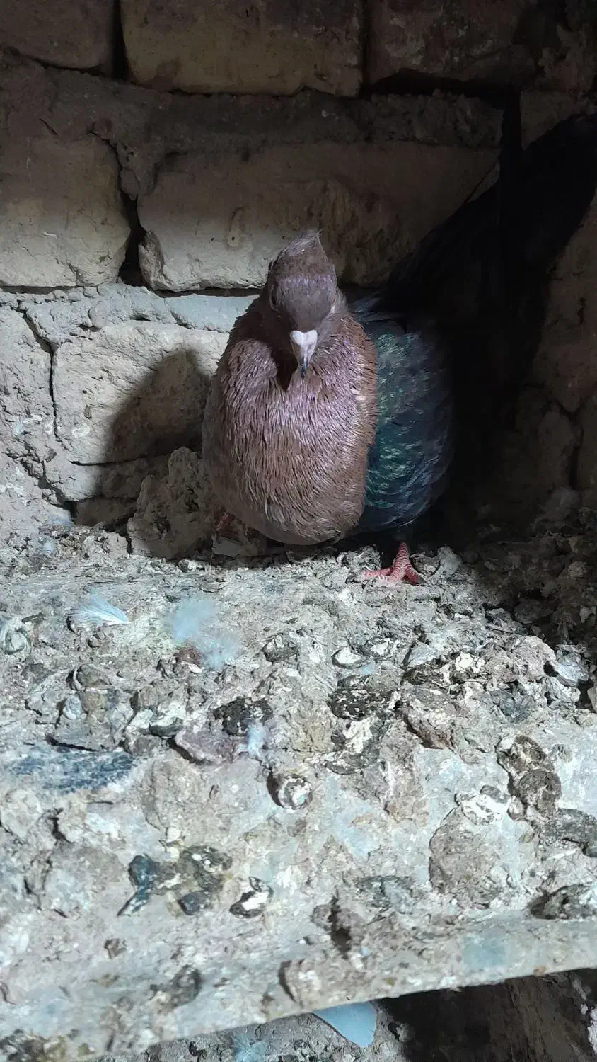 ارشینگل ماده|پرنده|آشخانه, |دیوار