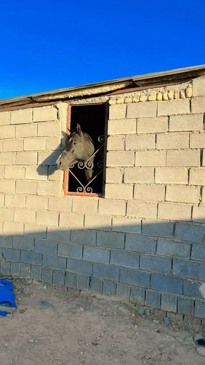 پانسیون اسب|اسب و تجهیزات اسب‌سواری|شیراز, گویم|دیوار