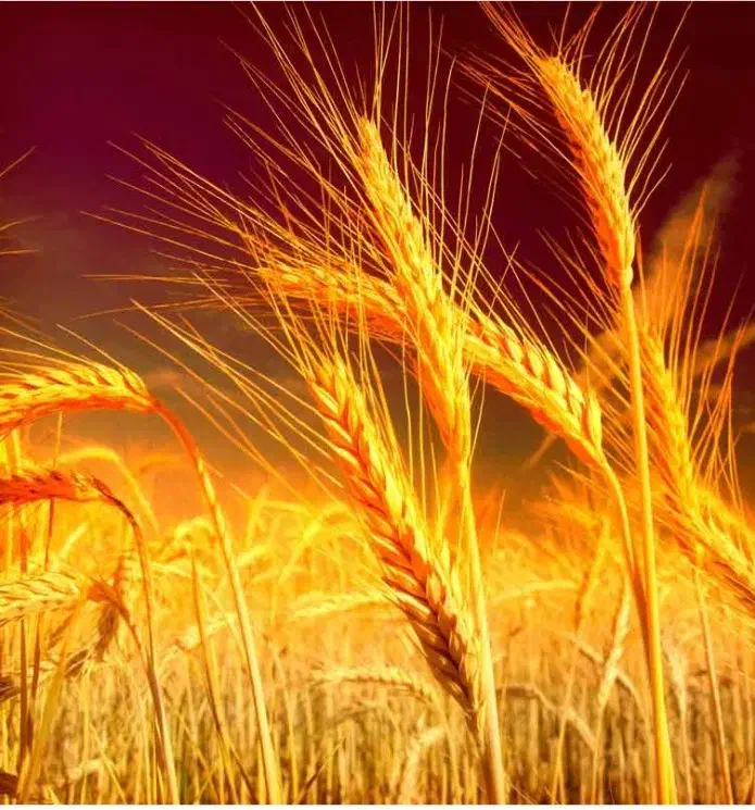 گندم ۳۵|خوردنی و آشامیدنی|کبودرآهنگ, |دیوار