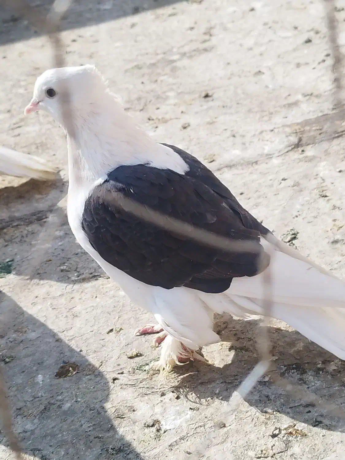 کفتر دو کت|پرنده|فلاورجان, |دیوار