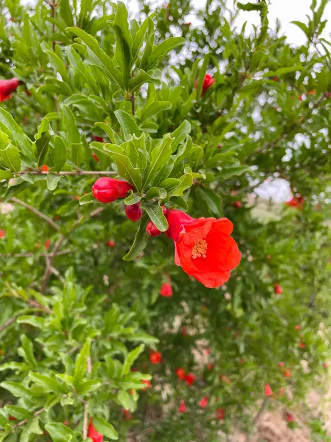 فروش باغ ۱۰۰۰ متری با موقعیت عالی|فروش زمین و ملک کلنگی|خوسف, |دیوار