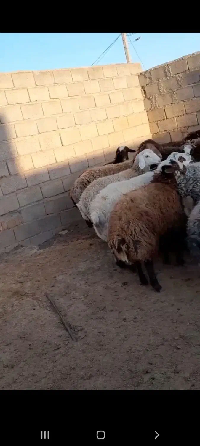 بره نر|حیوانات مزرعه|فریمان, |دیوار