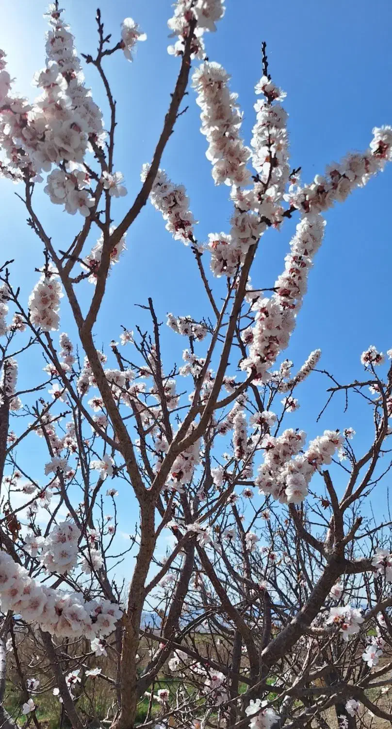 فروش ۲ ساعت آب چاه به همراه باغ|فروش خانه و ویلا|خواف, |دیوار