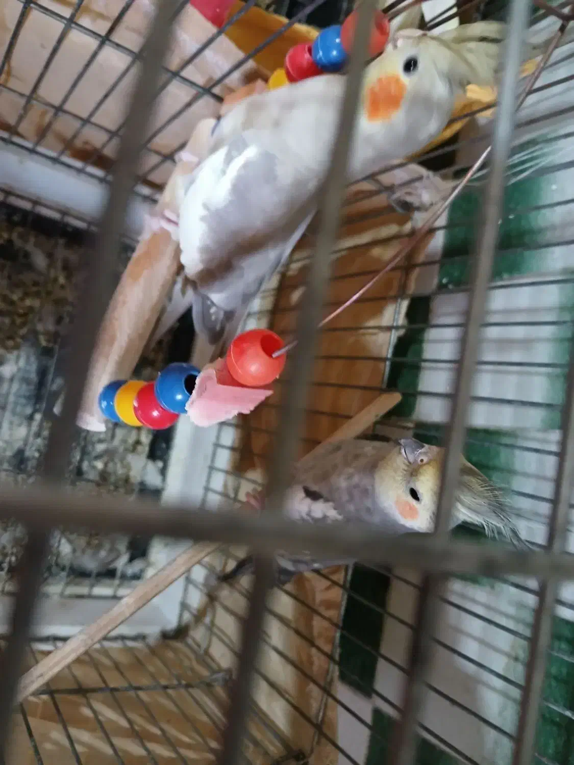 عروس هلندی جفت مولد سخن گو|پرنده|نظرآباد, نظرآباد|دیوار