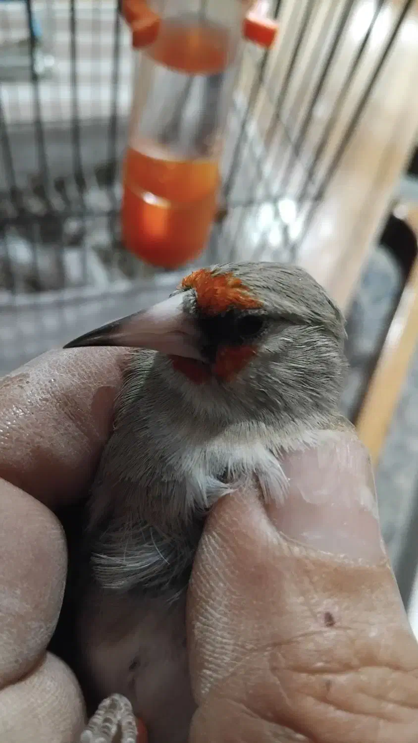 سهره نرکرمانی|پرنده|شاهینشهر, شهرک گلدیس|دیوار