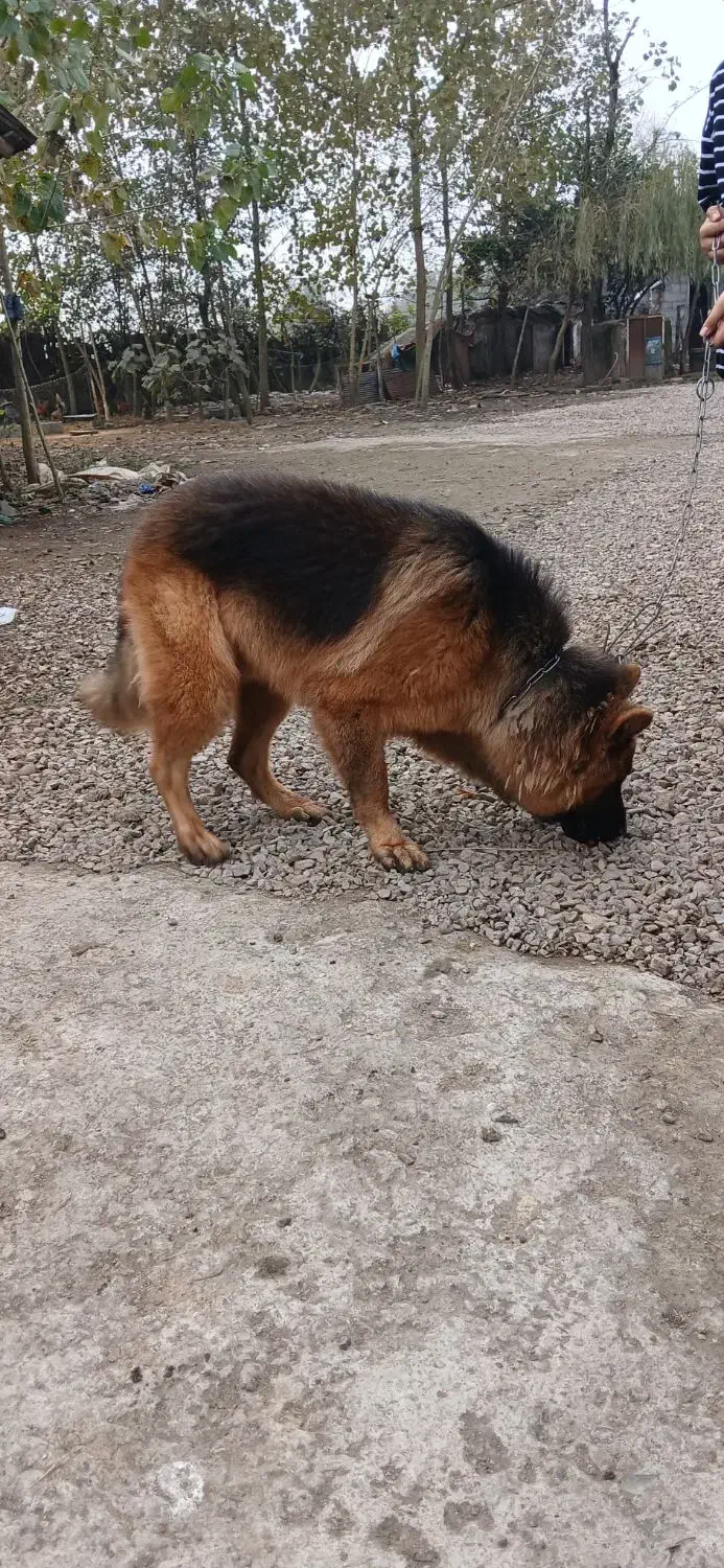 سگ ژرمن شپرد نر|سگ|رشت, کوی امام رضا|دیوار