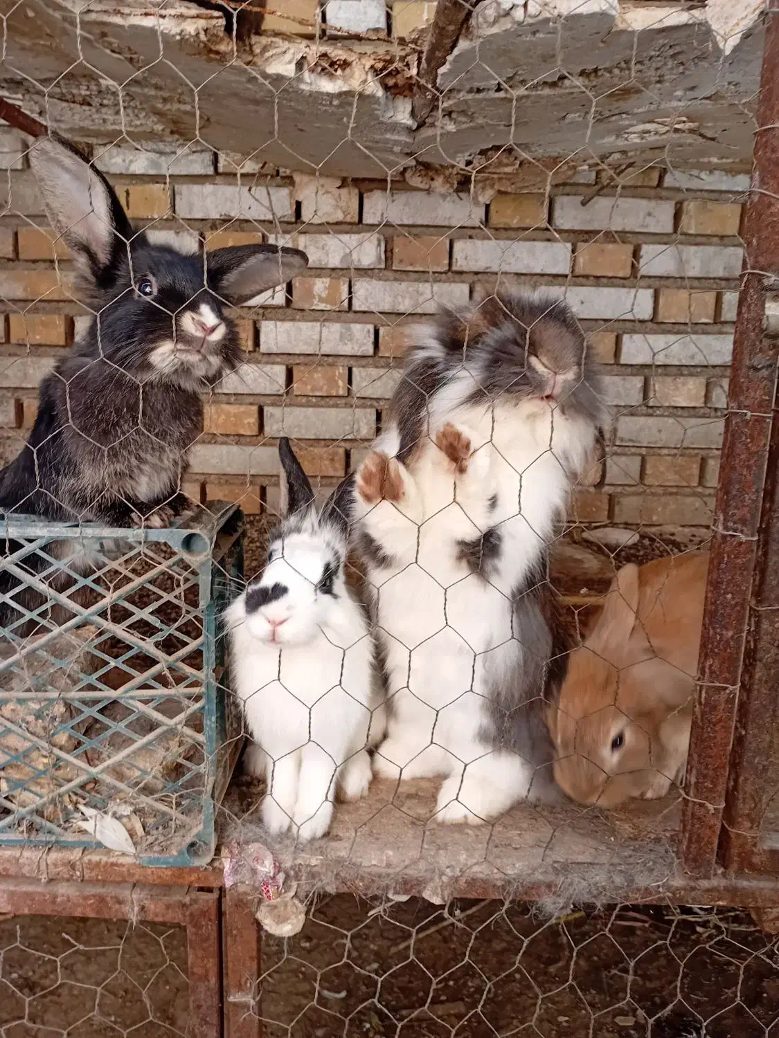 خرگوشای دورگه جوان|موش و خرگوش|مینودشت, |دیوار