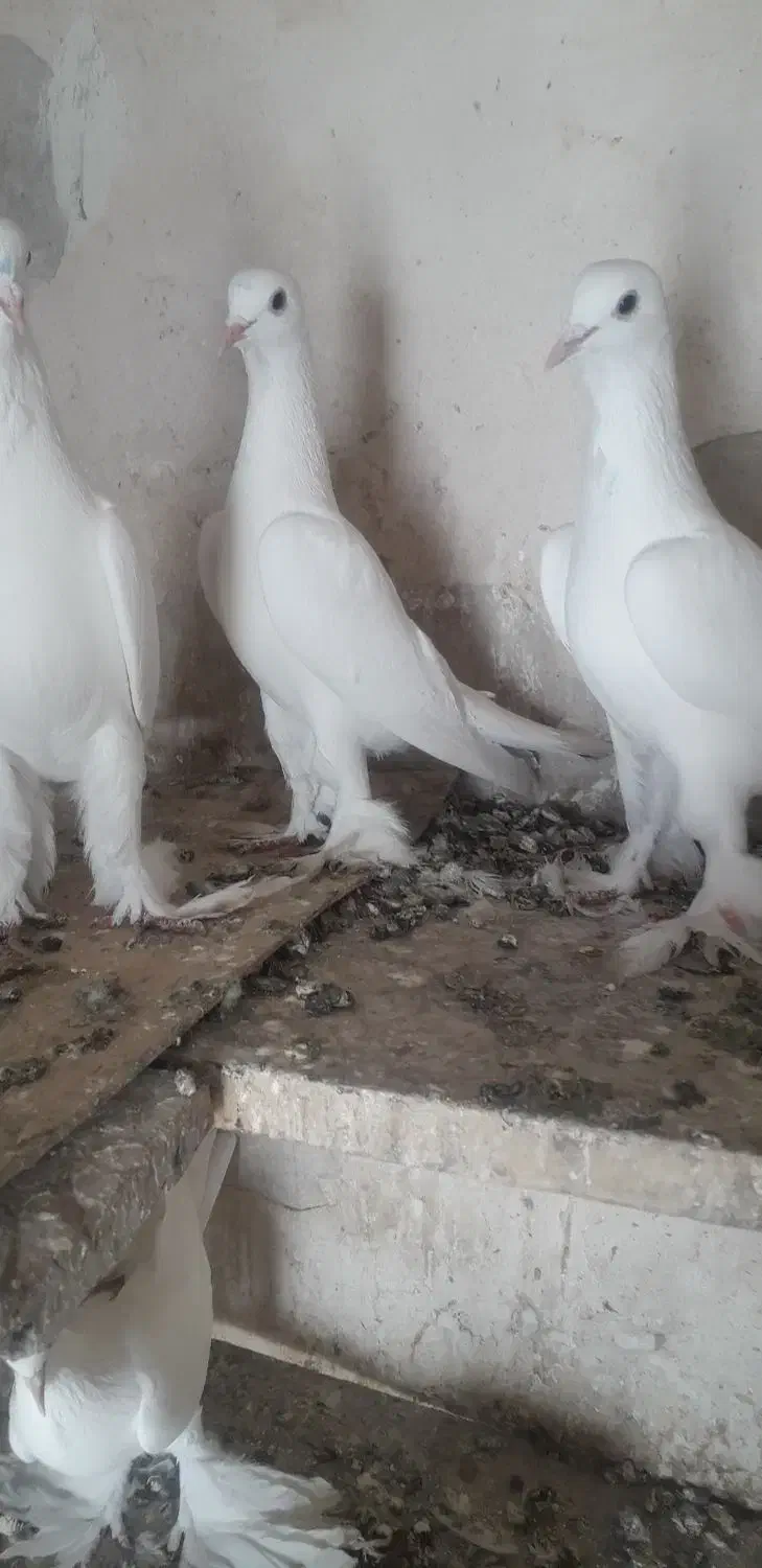 کبوتر|پرنده|تبریز, |دیوار