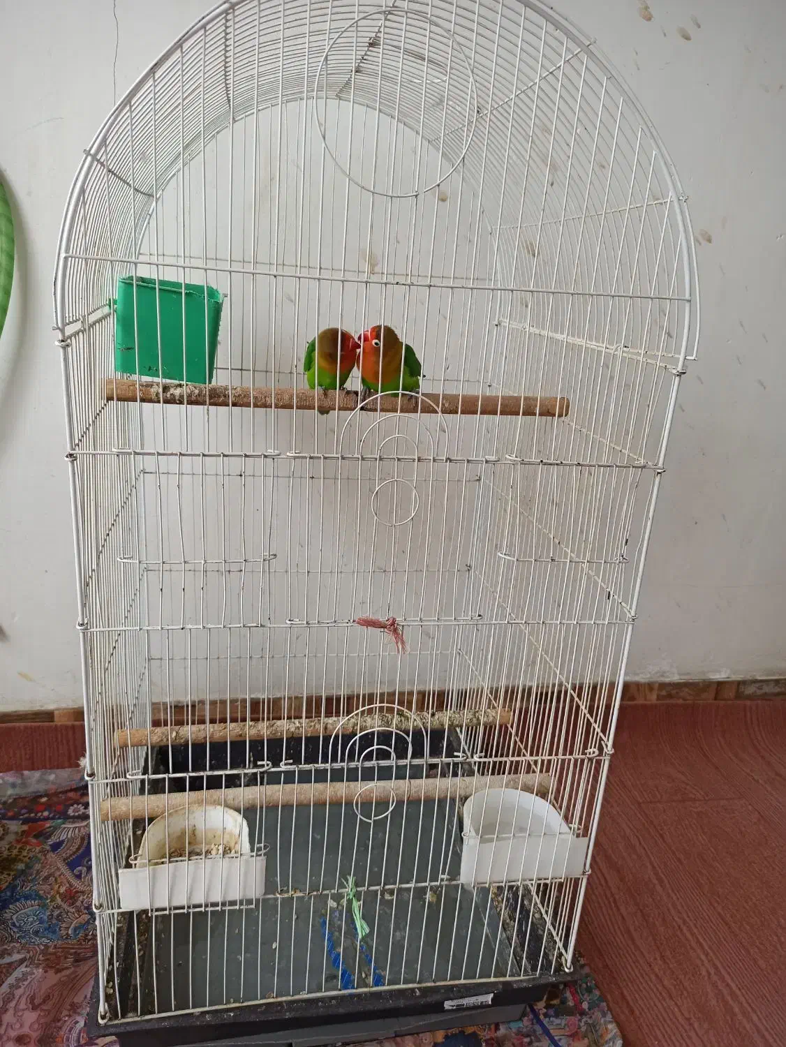 طوطی برزیلی جوان|پرنده|املش, |دیوار