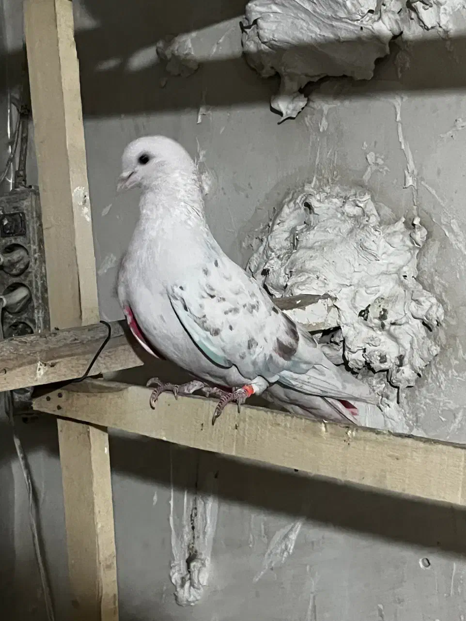 کبوتر اس|پرنده|تهران, شادآباد|دیوار