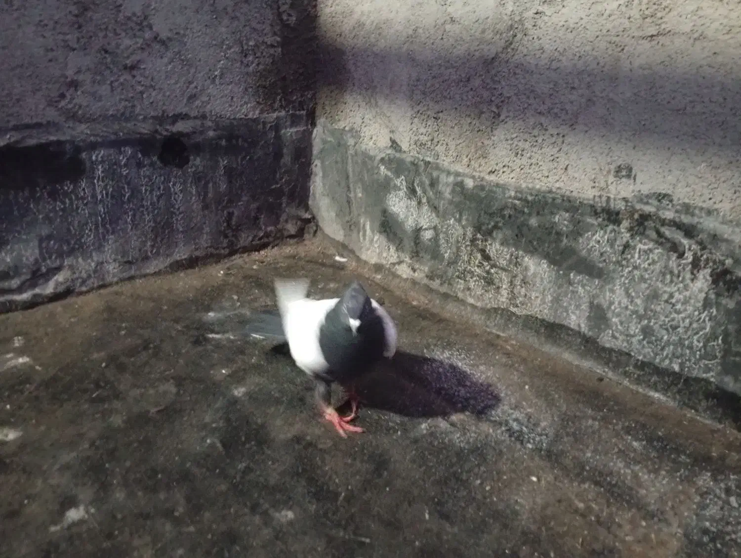 کبوتر|پرنده|قوچان, |دیوار