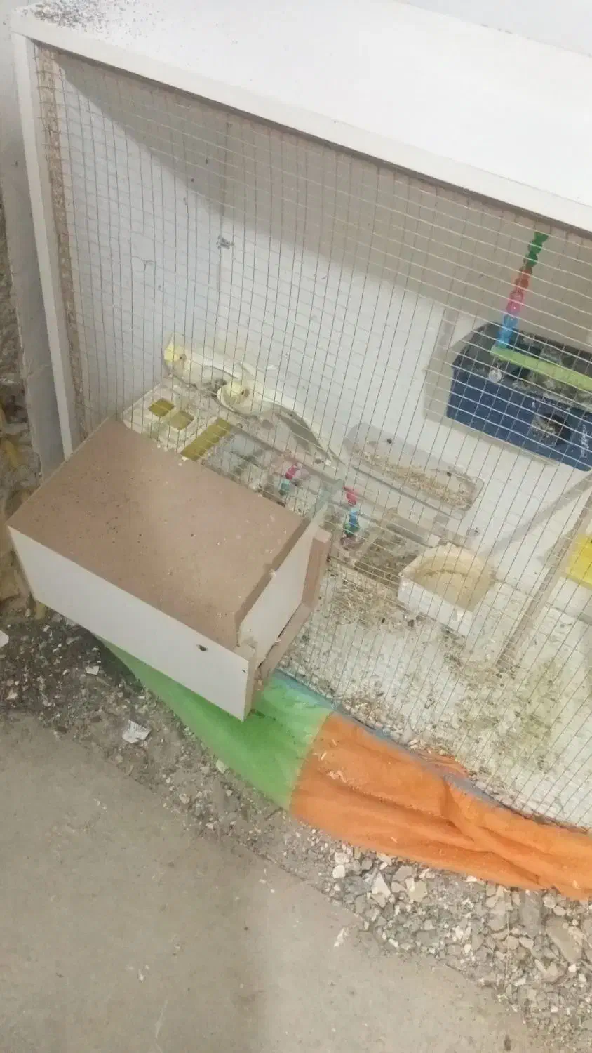 دو عدد عروس هلندی نر و ماده|پرنده|زاوه, |دیوار