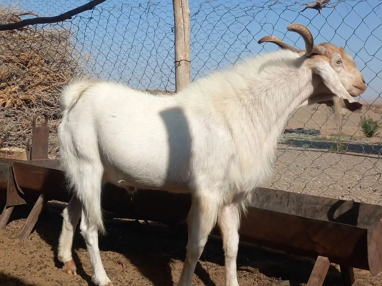 نری بذری|حیوانات مزرعه|سیرجان, |دیوار