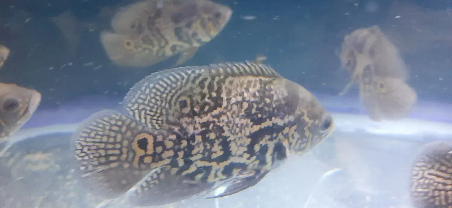 ماهی اسکار|ماهی|بندرعباس, |دیوار