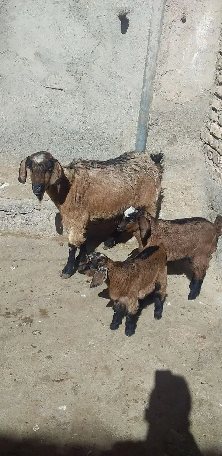 بزشیری|حیوانات مزرعه|فاروج, |دیوار