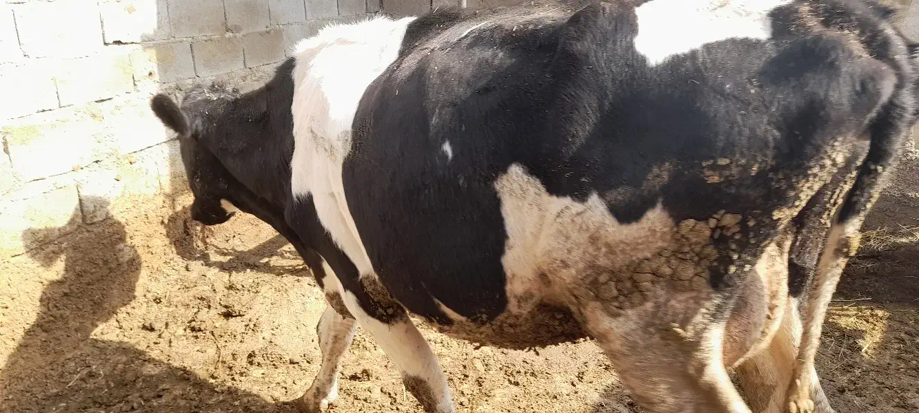 گاو شکم اول با گوساله نر|حیوانات مزرعه|بجنورد, |دیوار