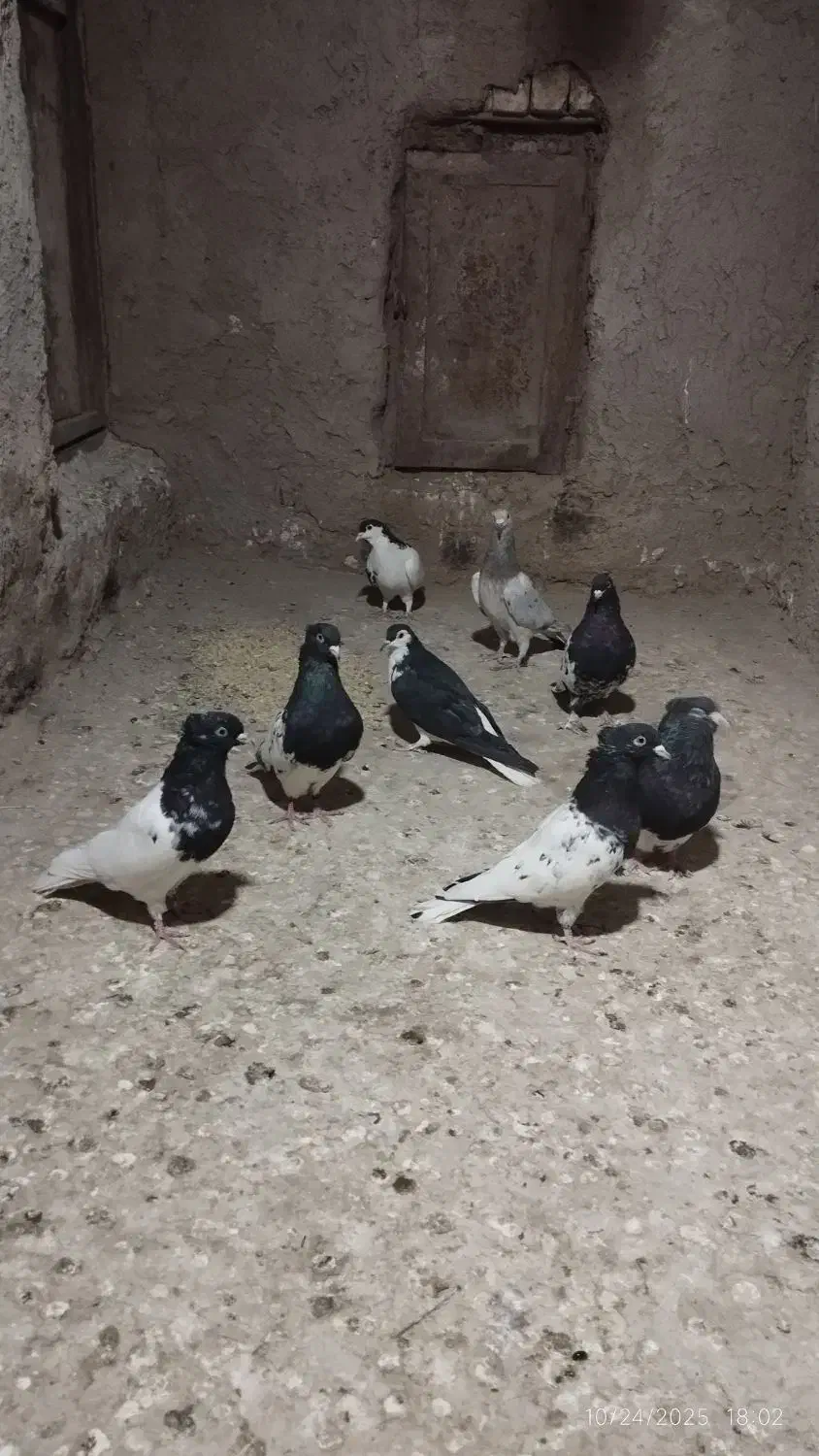 کفتر ماده راست سیاه.کله سیاه. ساده امری|پرنده|مشهد, آبکوه|دیوار