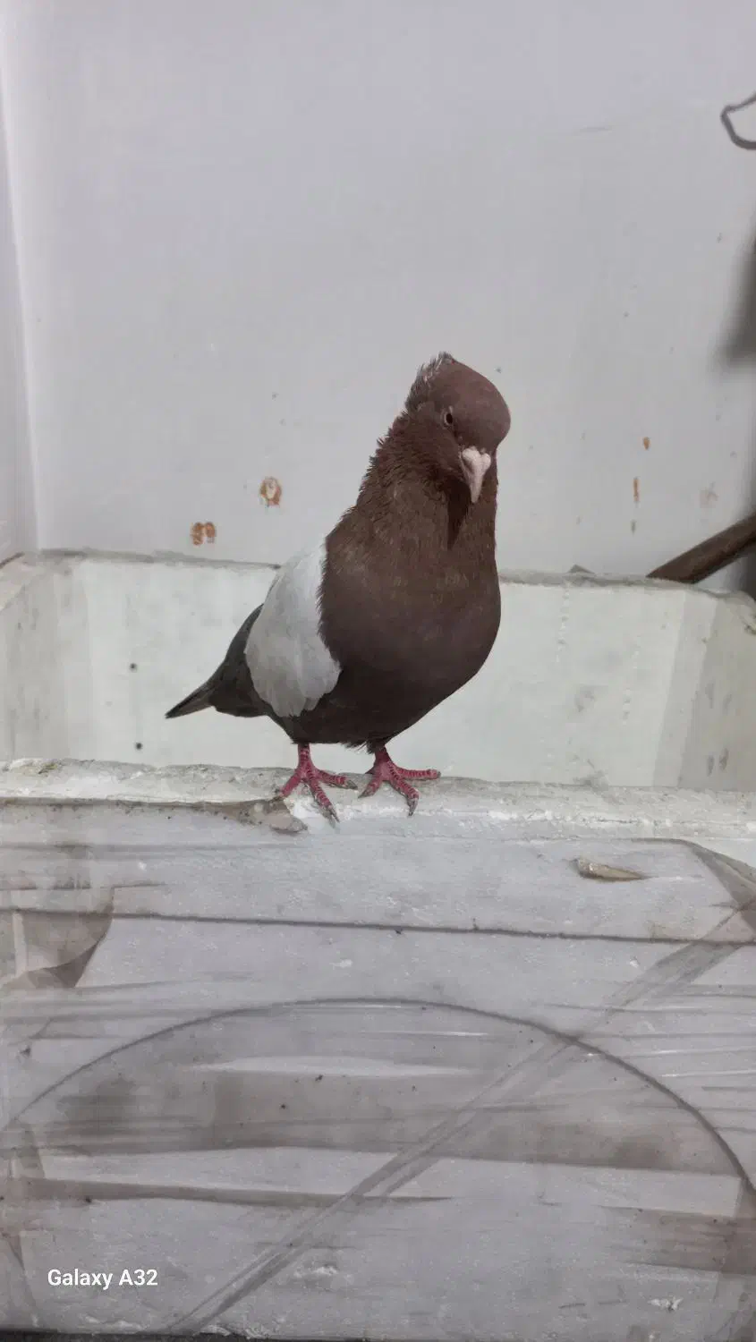 نرماده سرته سیاه وقهوی|پرنده|بروجرد, |دیوار