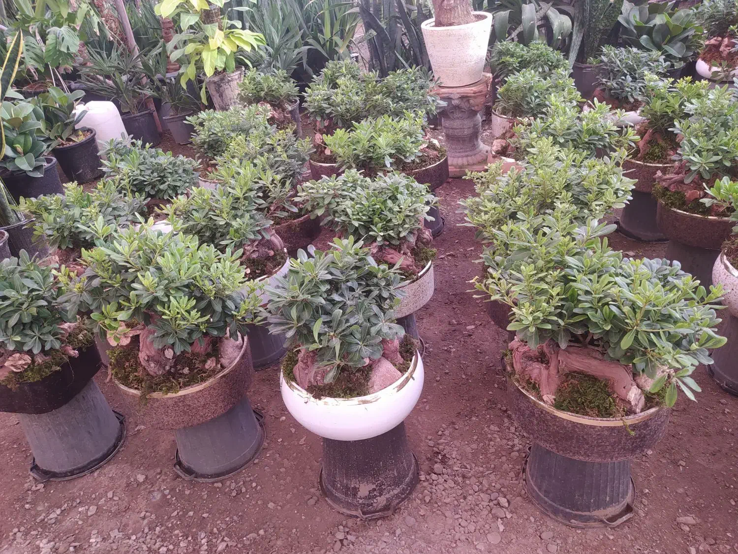 گل میخک بنسایی|گل و گیاه طبیعی|مشهد, امیر المومنین|دیوار