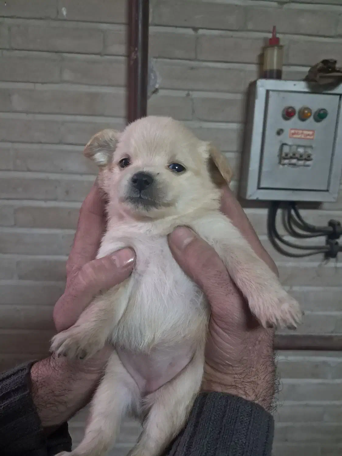 واگذاریه سگ|سگ|بروجرد, |دیوار