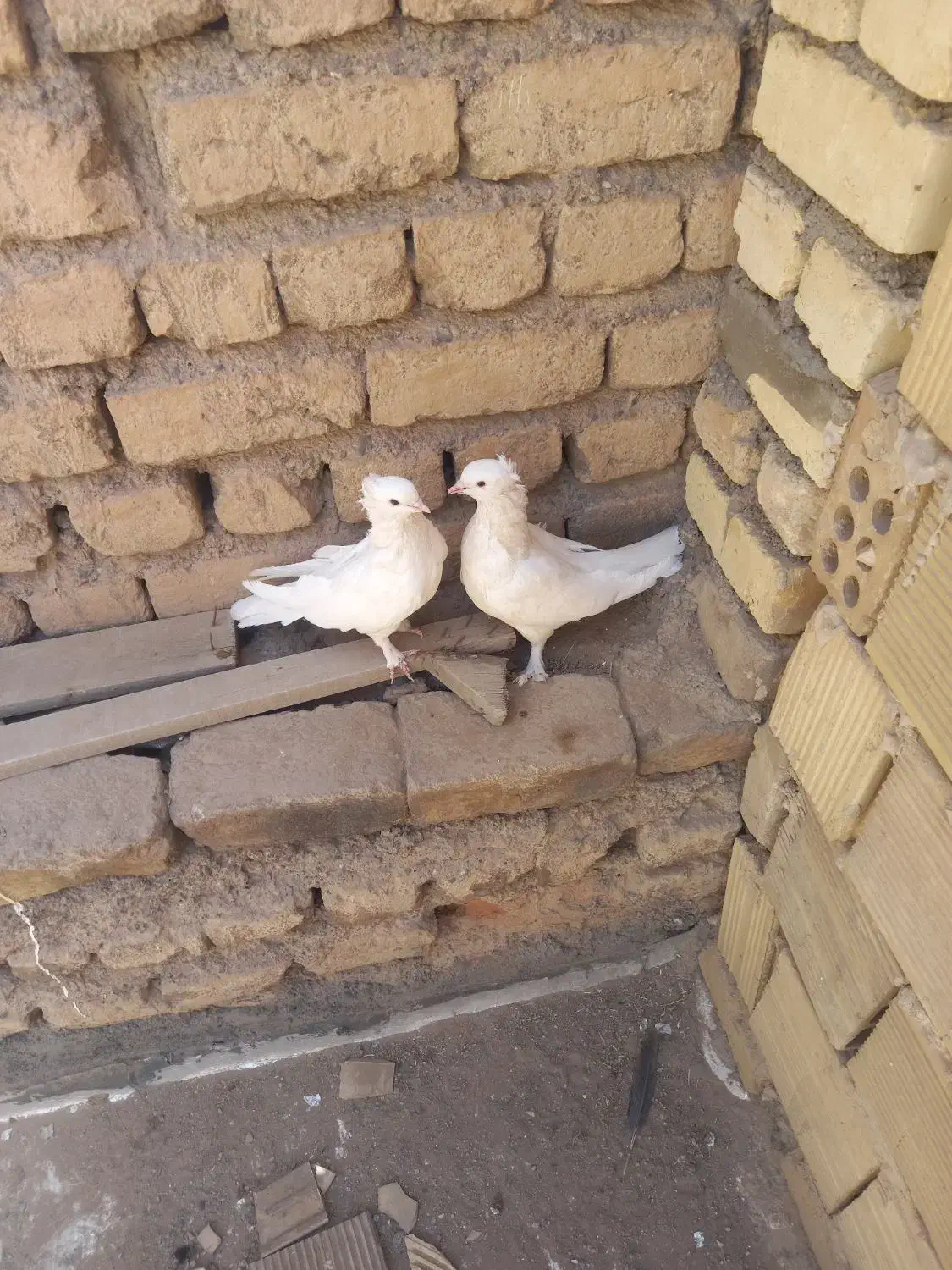 کفتر|پرنده|قم, شهر قائم|دیوار