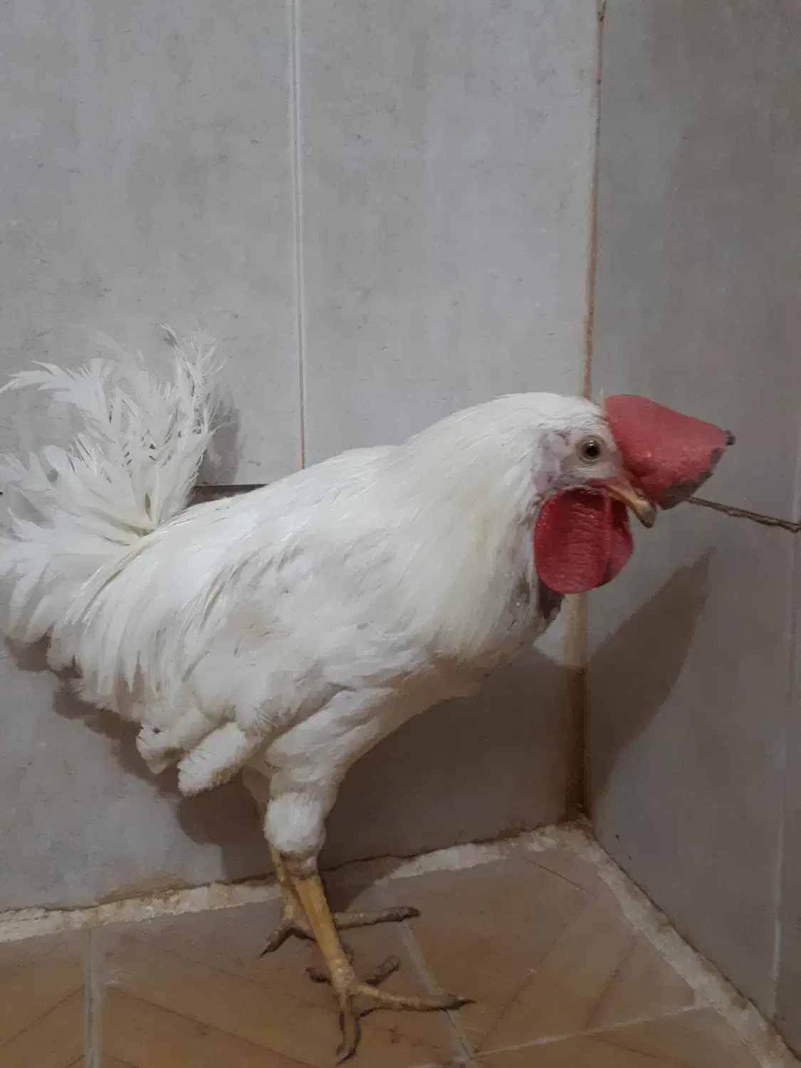 خروس سرحال|حیوانات مزرعه|قم, نخودی|دیوار