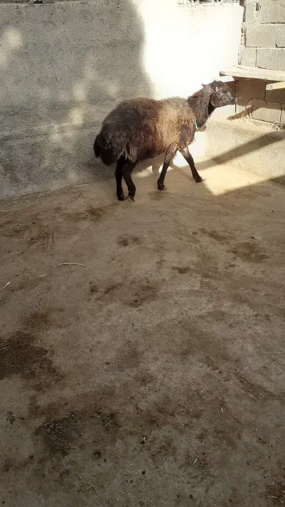 گوسفند نر نژاد افشار|حیوانات مزرعه|هشتگرد, شهرک راه آهن|دیوار