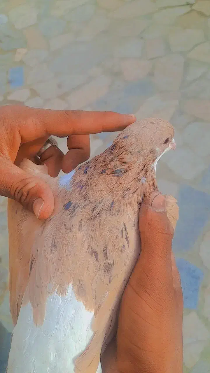 کفتر جفتگاه|پرنده|گلبهار, نوبهار|دیوار