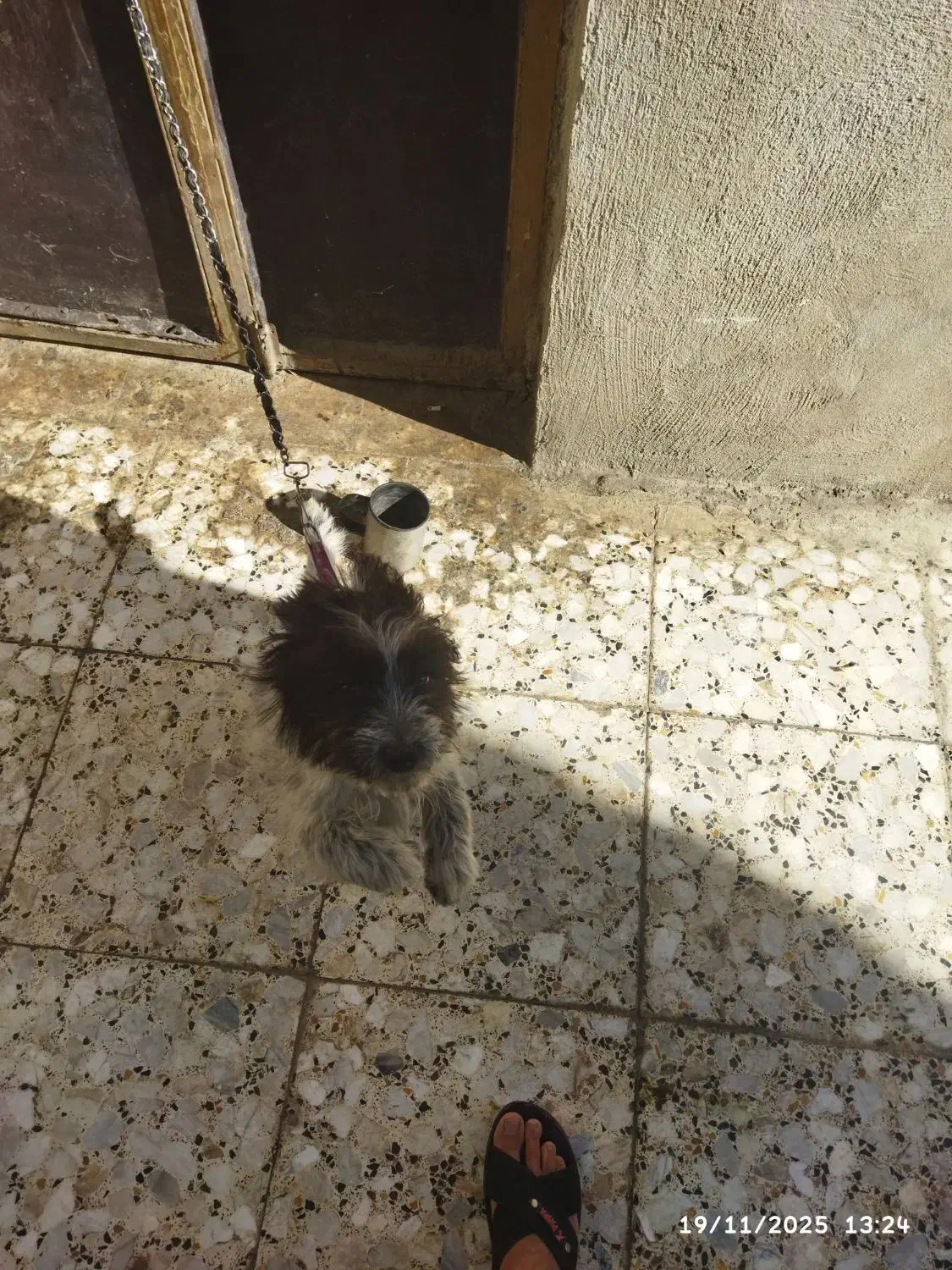 سگ شیتزو پامر|سگ|خرم‌آباد, |دیوار