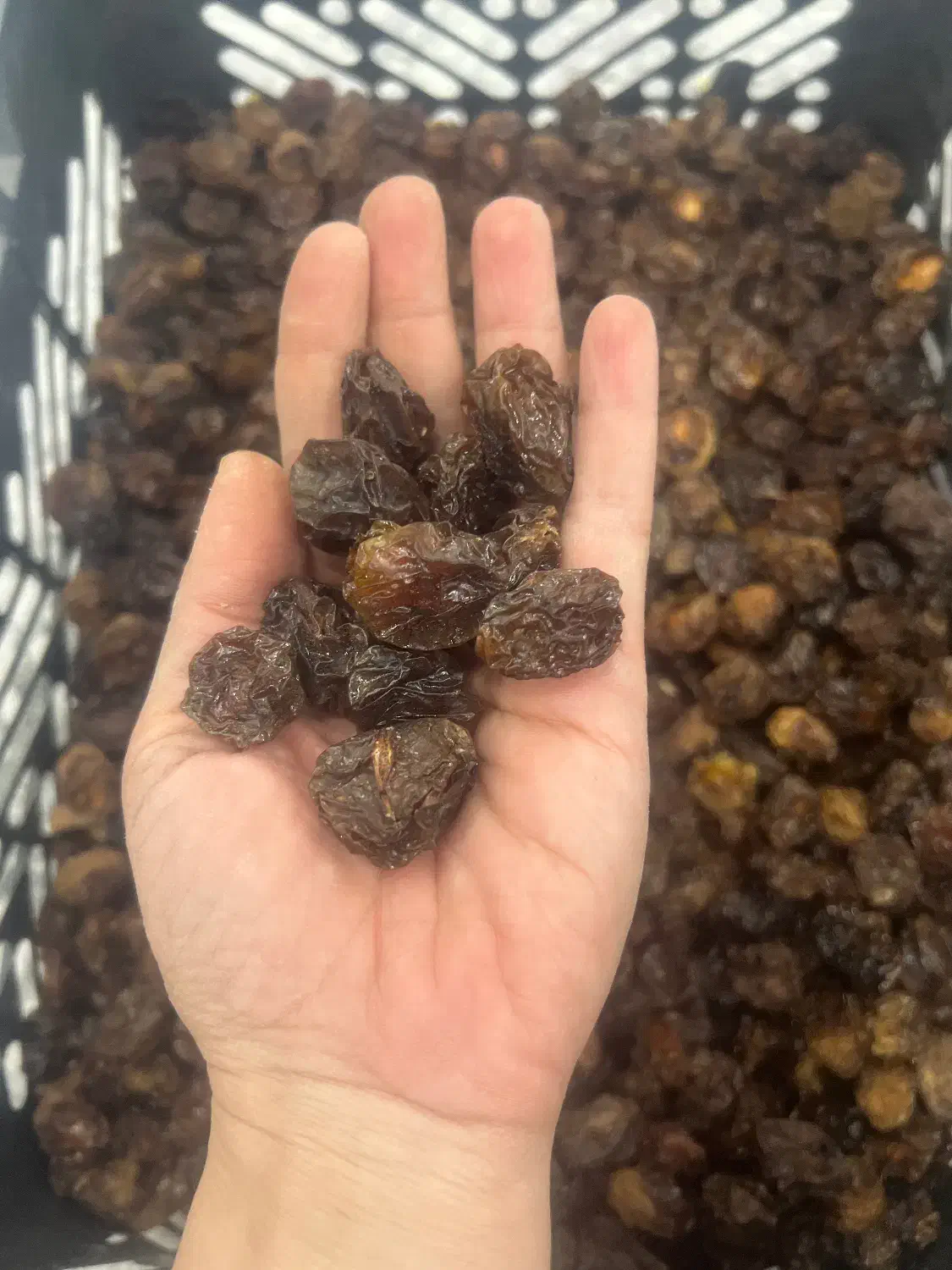 آلوچه و برگه زردآلو|خوردنی و آشامیدنی|حمیدیا, |دیوار