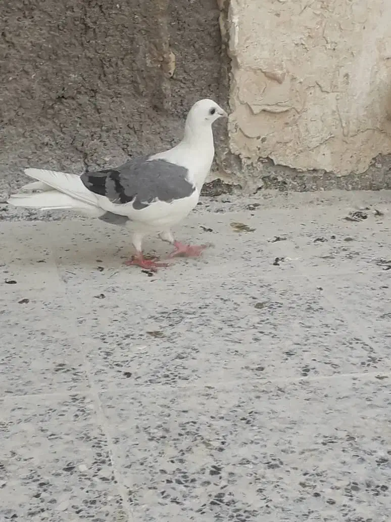 دوکتی|پرنده|شوشتر, |دیوار