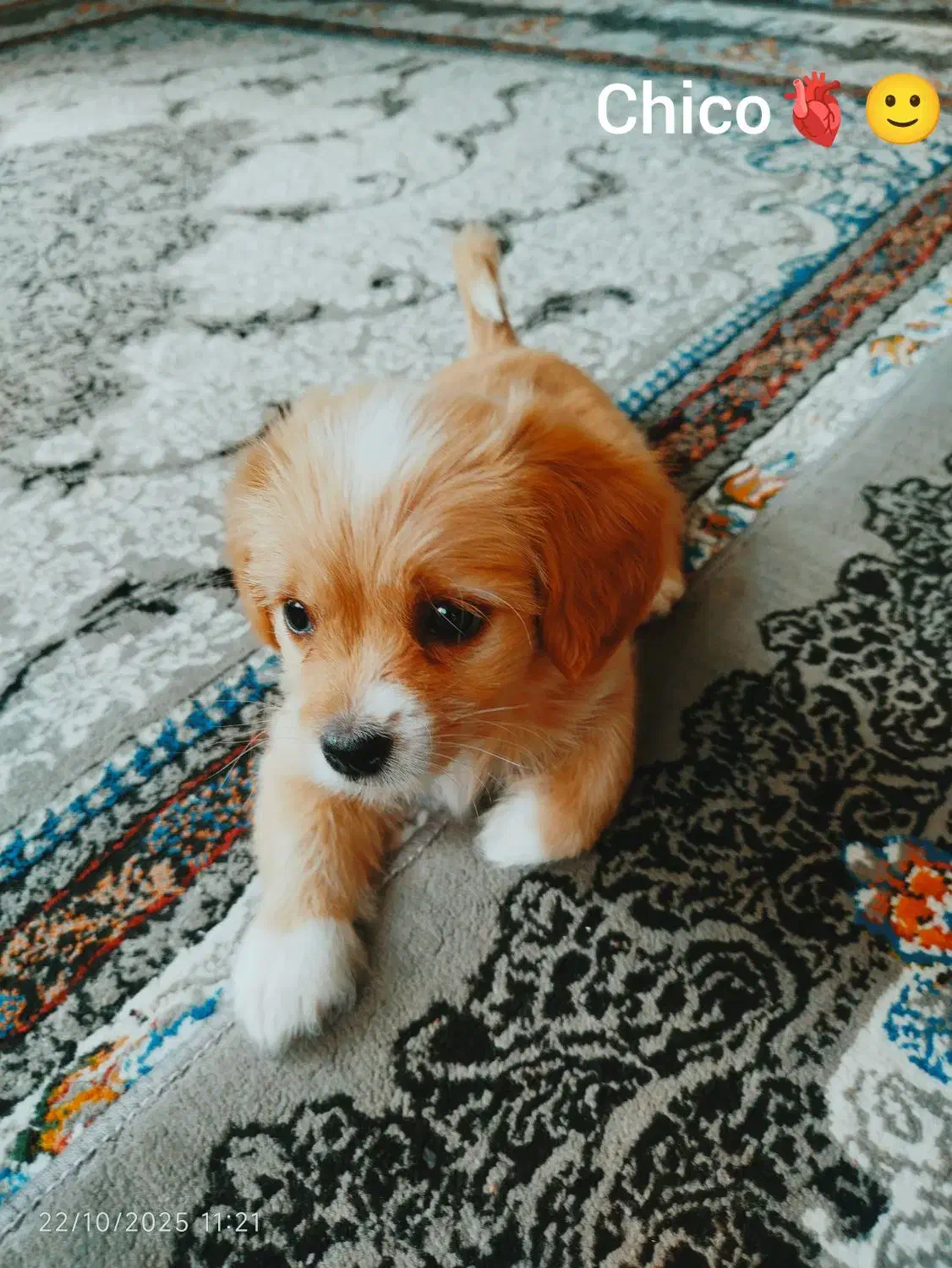 واگذاری سگ|سگ|شیراز, شهرک مهرگان|دیوار