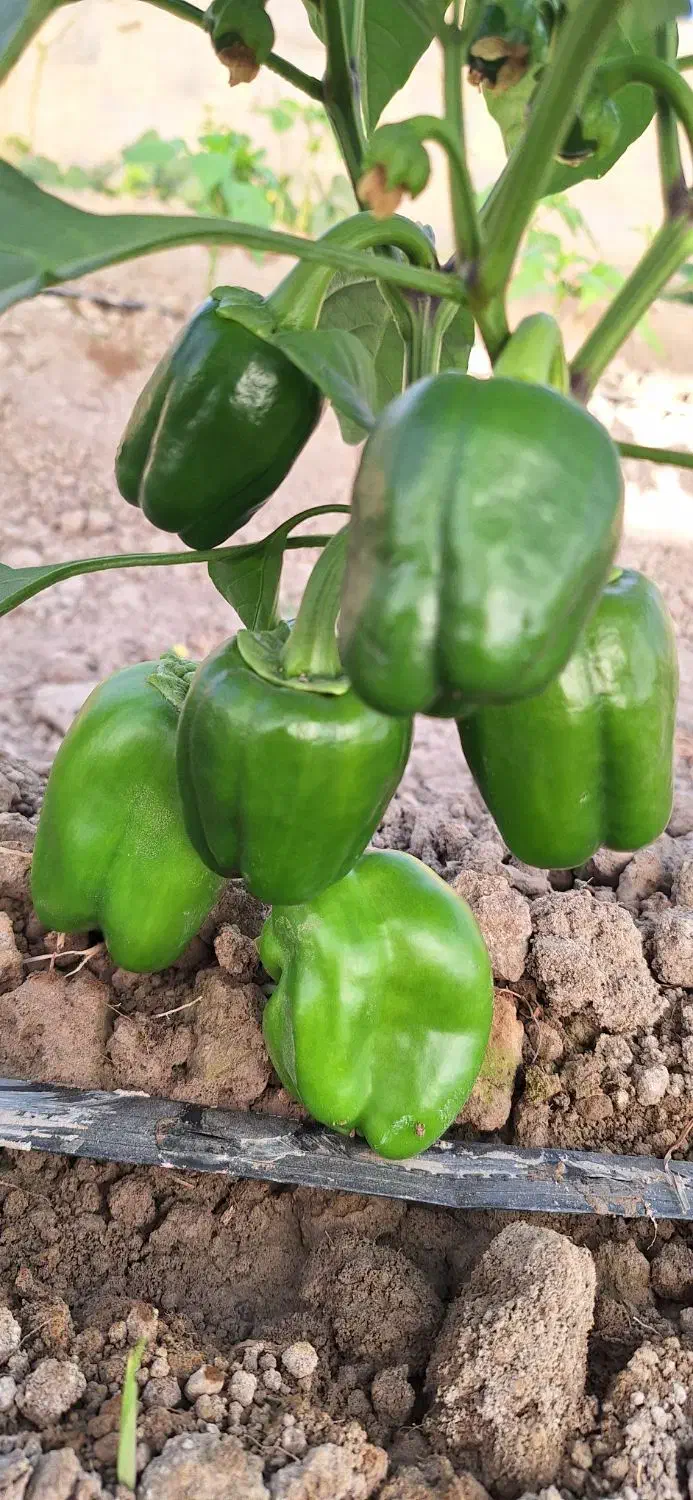 فلفل دلمه گلخانه ای تازه تُرد|خوردنی و آشامیدنی|کرباسک, |دیوار