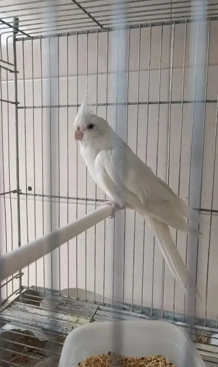 عروس هلندی بالغ آلبینو و لوتینو جفت ماده کار|پرنده|قم, دروازه ری|دیوار