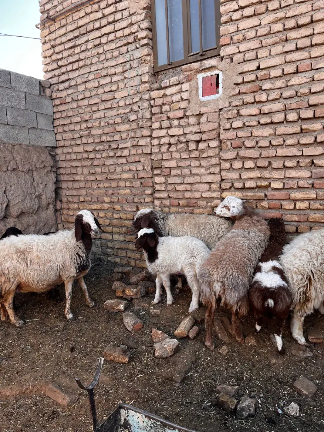 میش زایده|حیوانات مزرعه|بردسکن, |دیوار