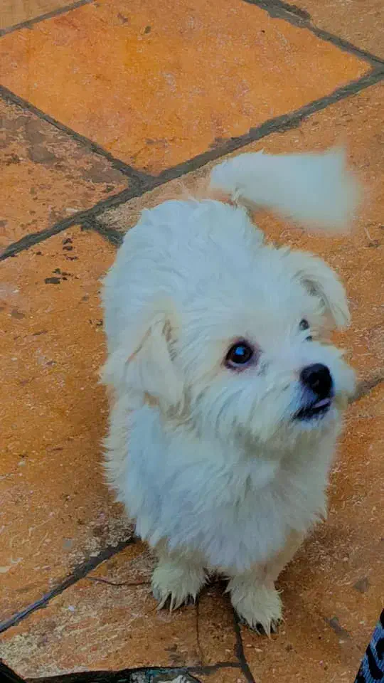 اشپیتز پامر|سگ|بندرعباس, |دیوار