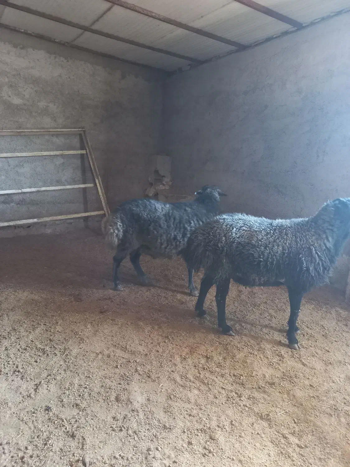 ۲ راس قوچ|حیوانات مزرعه|پردیس, فاز ۶|دیوار