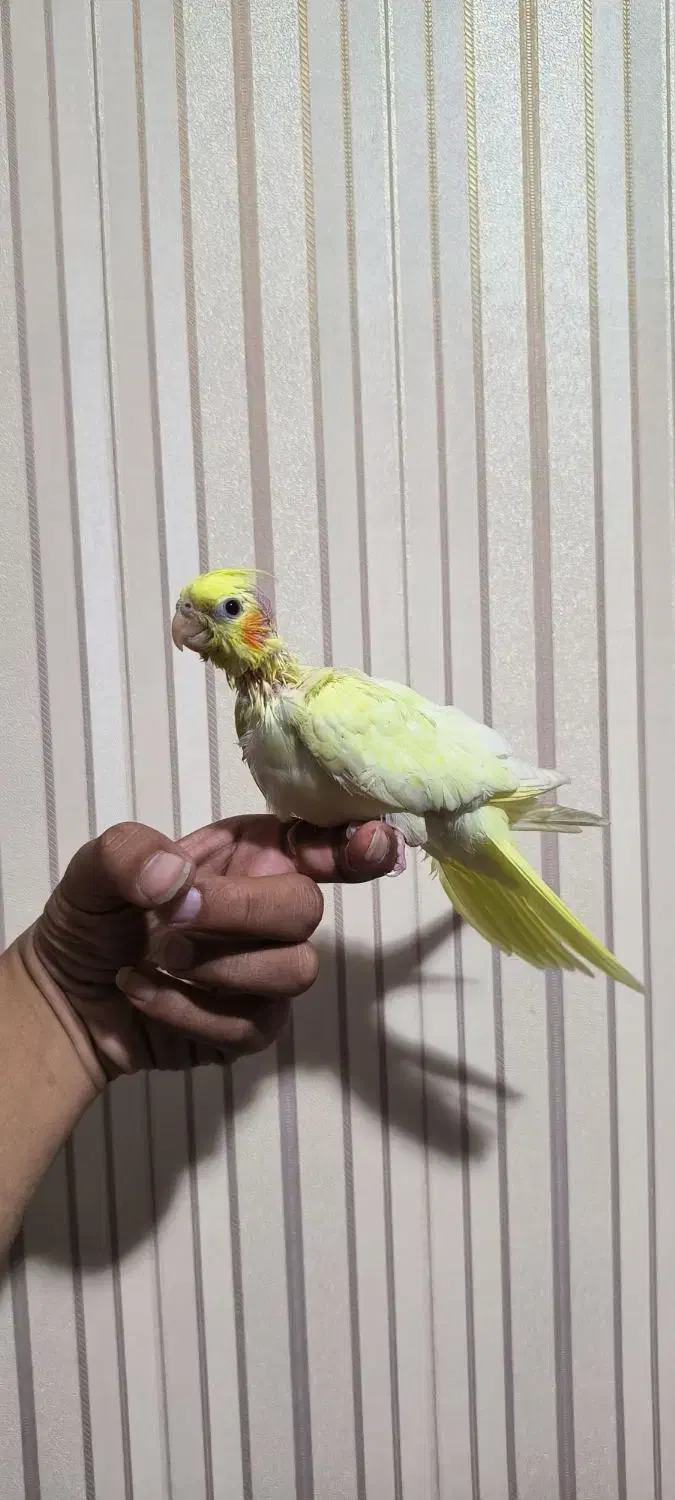 جوجه عروس هلندی|پرنده|شیراز, شهرک فرهنگیان|دیوار