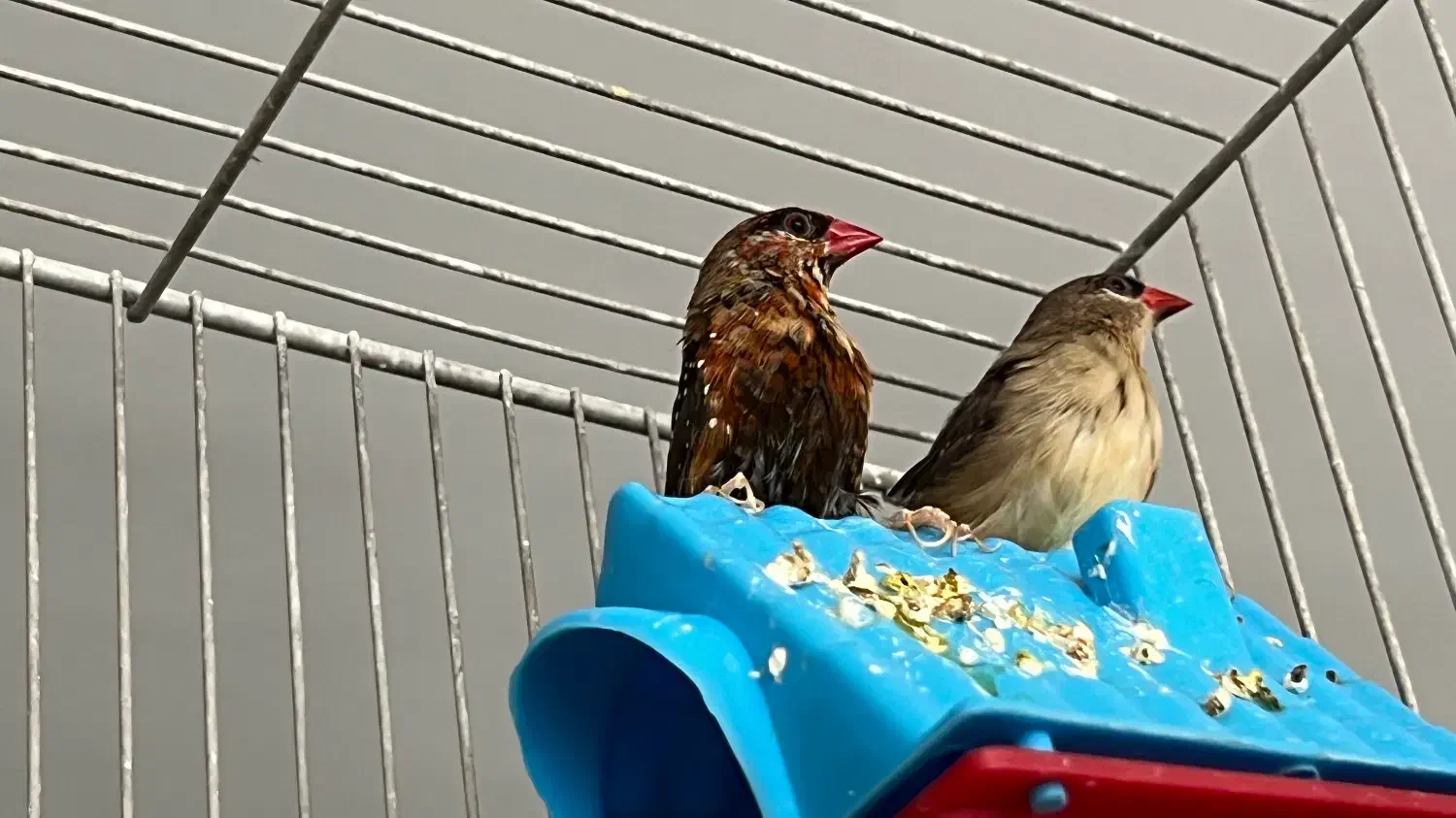 گرینچیک قناری گلدین|پرنده|مشهد, هنرستان|دیوار